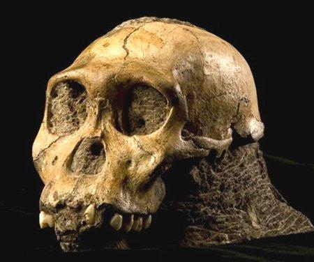 Australopithecus sediba.