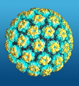 Il virus del Papilloma Umano (HPV).