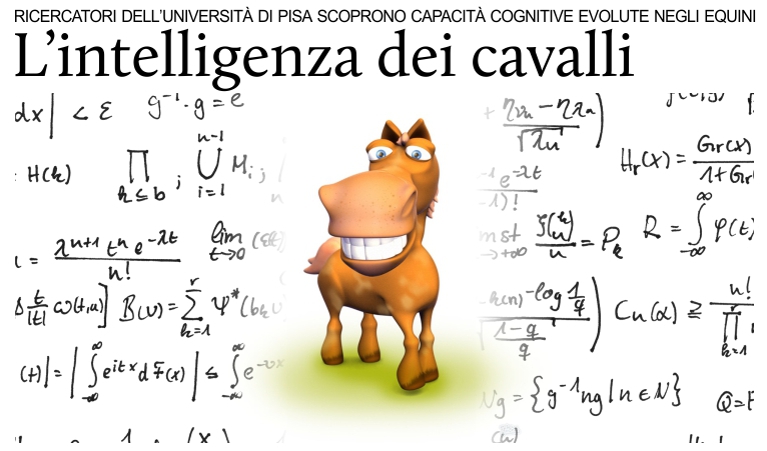 Ricercatori italiani scoprono capacit cognitive nei cavalli.