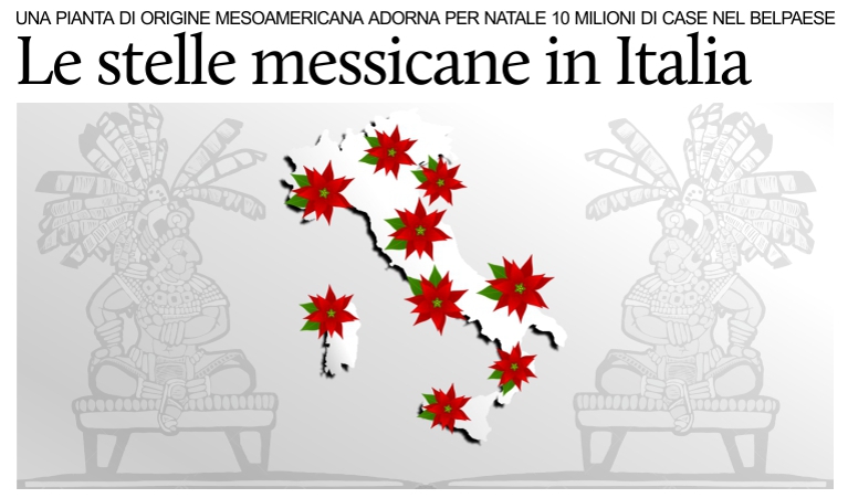 Milioni di stelle di Natale pianta originaria del Messico vendute in Italia.