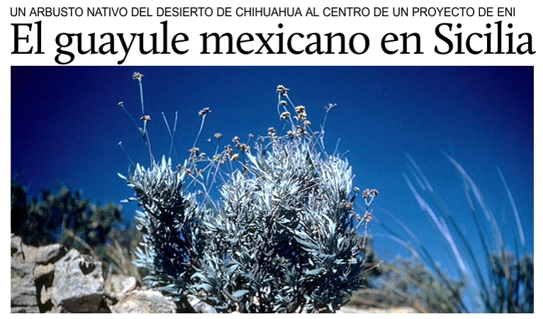 El grupo ENI cultiva la planta mexicana del guayule para producir caucho natural en Sicilia.