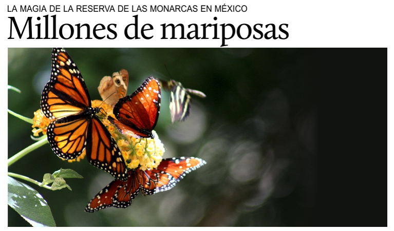 Entre millones de mariposas en Mxico.