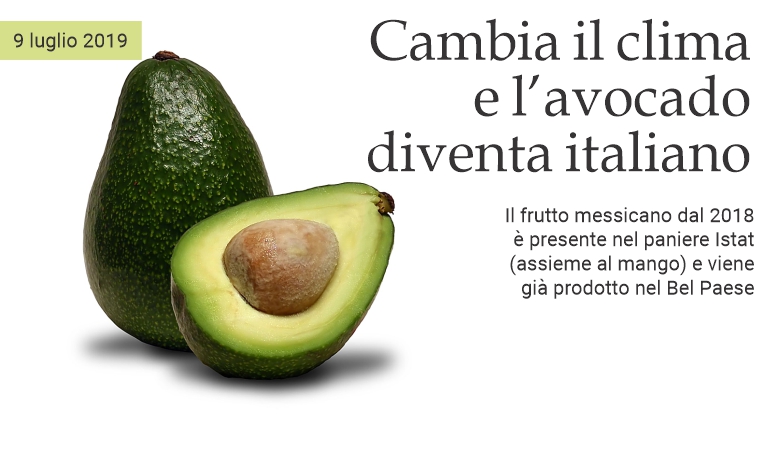 Cambia il clima e l'avocado diventa italiano.