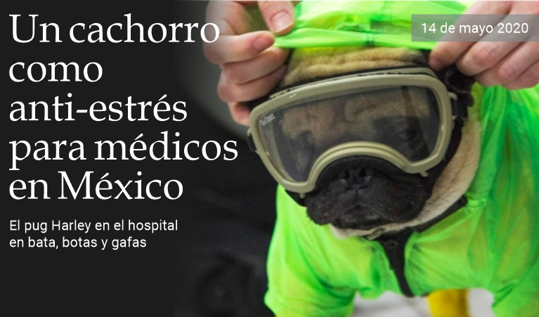 Un cachorro anti-estrs para los mdicos en Mxico 