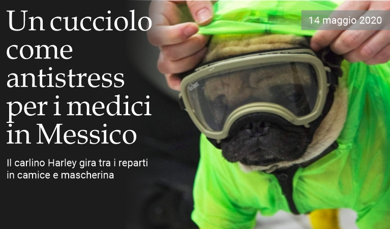 Un cucciolo antistress per i medici in Messico
