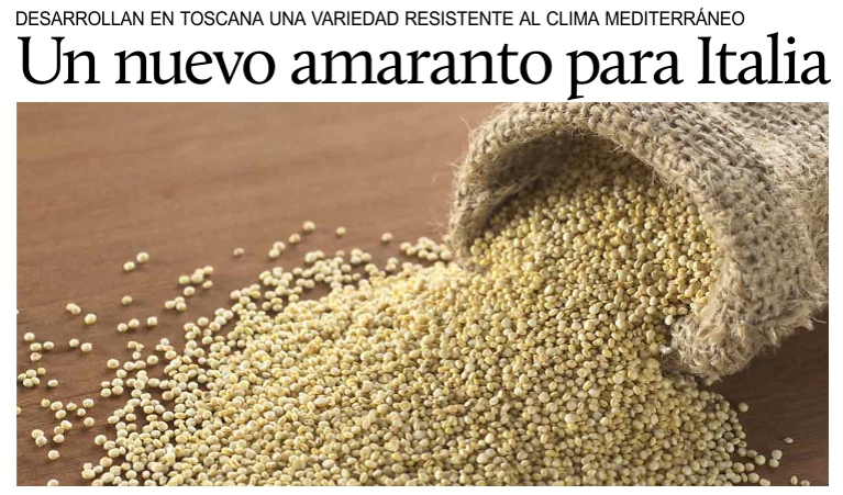 Tambin en Italia cultivarn amaranto, antiguo alimento de los mayas y de los aztecas.