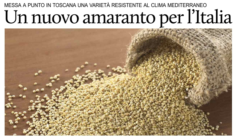 Anche in Toscana si coltiver l'amaranto, antico grano dei Maya e degli Aztechi.