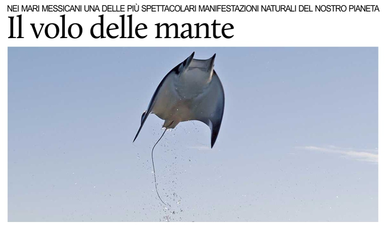 Il volo delle mante nei mari messicani della Baja California.