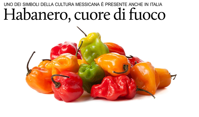 Il peperoncino habanero, in Messico e in Italia.