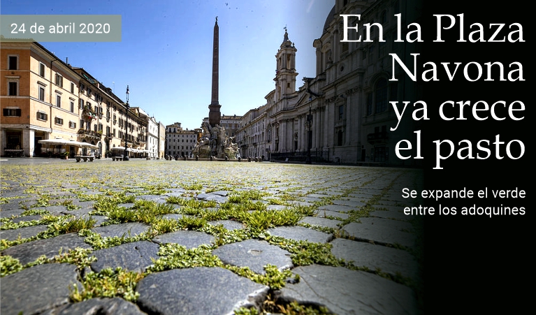 En la Piazza Navona ya crece el pasto