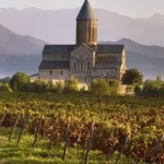 Uno studio italiano rivela l'origine delle uve da vino europee
