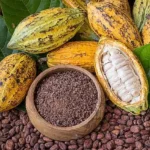 Ferrero y Ecom apoyarán a agricultores de cacao en México