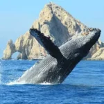 Lo studio delle balene per proteggere gli oceani