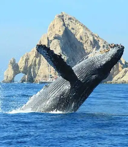 Estudiando a las ballenas para proteger los océanos