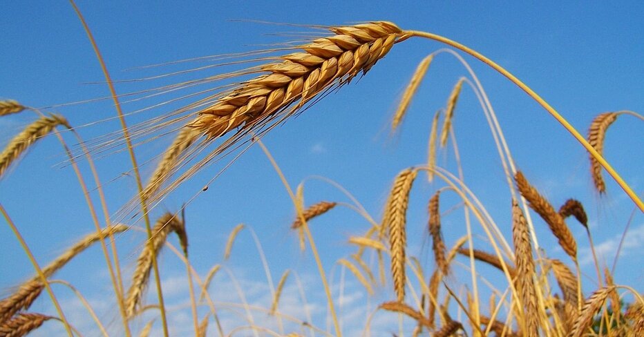 El trigo es un grano que se utiliza en la producción de trigo.