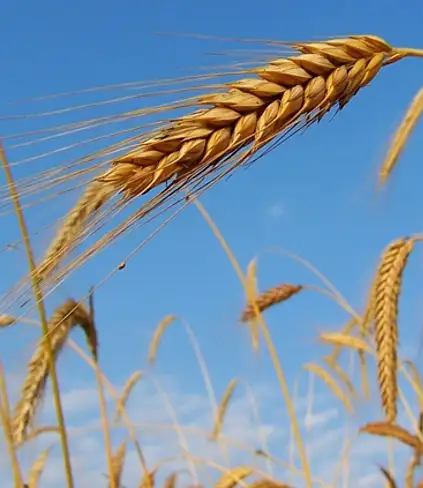 Italia-México: identifican una variedad de trigo duro resistente a la sequía