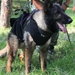 Proteo, perro de rescate mexicano, muere en Turquía