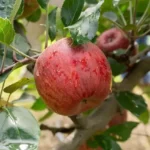 L'industria messicana delle mele alla ricerca di nuovi investimenti / Foto: www.gob.mx