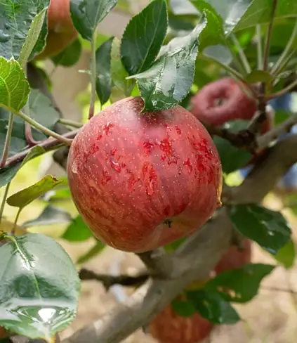 L'industria messicana delle mele alla ricerca di nuovi investimenti / Foto: www.gob.mx