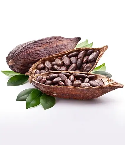 Il rally dei prezzi del cacao, la pianta messicana che oggi vale più del rame / Foto: volff/123RF