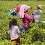 Ue, linea dura contro il lavoro forzato: segnalati casi in Messico / Foto: Juan José Estrada Serafín-cuartoscuro.com