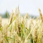 Intesa Italia-Messico per lo sviluppo di varietà di frumento resilienti / Foto: siciliareport.it