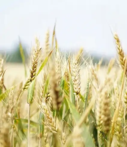 Intesa Italia-Messico per lo sviluppo di varietà di frumento resilienti / Foto: siciliareport.it