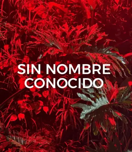 Città del Messico, mostra di Lucia Veronesi sul rapporto tra lingua e botanica / Immagine: Istituto italiano di cultura di Città del Messico