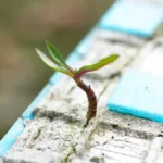 MIT: in Messico il cemento riassorbe il 25% della sua impronta carbonica / Immagine: mezzopieno.org