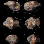 Identificato in Messico un dinosauro carnivoro di 70 milioni di anni fa / Immagine: Diversity