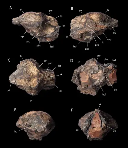 Identificato in Messico un dinosauro carnivoro di 70 milioni di anni fa / Immagine: Diversity