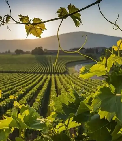 Vino italiano in Messico: il quotidiano El Economista intervista Orlotti / Immagine: eleconomista.com.mx