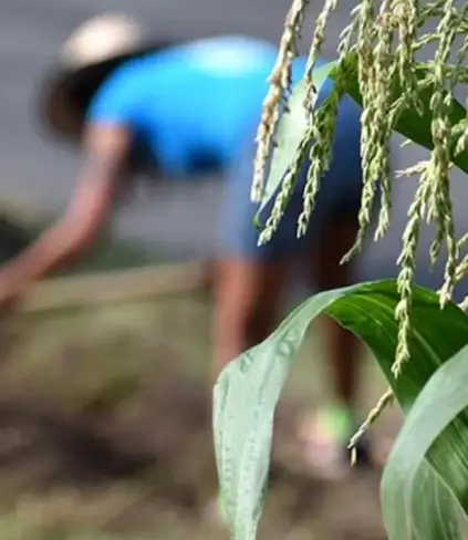 Via i dazi per l'83% dei prodotti agricoli messicani verso l'Ue / Foto: eleconomista.com.mx